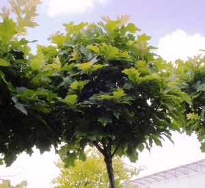 Quercus palustris 'Green Dwarf'