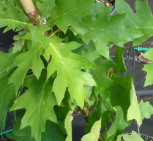 Quercus rubra