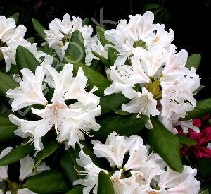 Rhododendron (T) 'Cunningham's White'