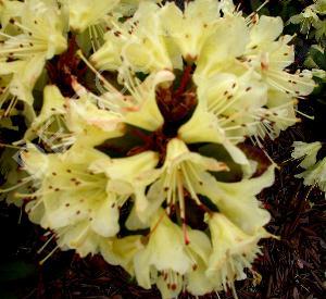 Rhododendron 'Princess Anne'