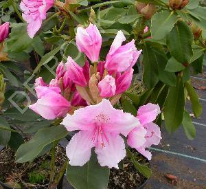 Rhododendron (G) 'Pink Pearl'