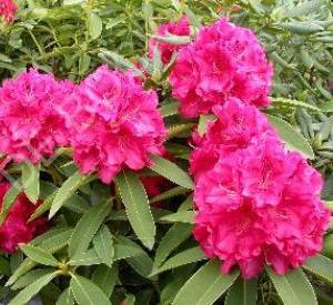 Rhododendron 'Wren'