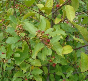 Rhamnus frangula