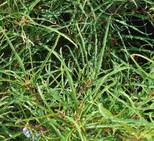 Rhamnus frangula 'Asplenifolia'