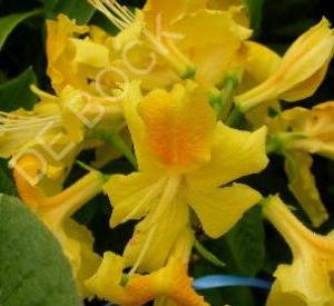 Rhododendron luteum