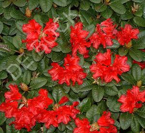 Rhododendron (R) 'Scarlet Wonder'