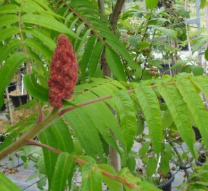 Rhus typhina