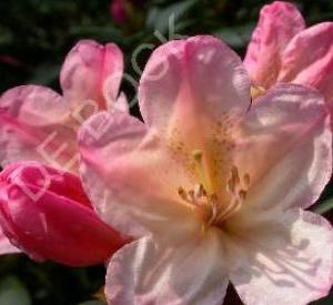 Rhododendron (Y) 'Percy Wiseman'