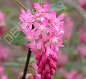 Ribes sanguineum 'King Edward VII'