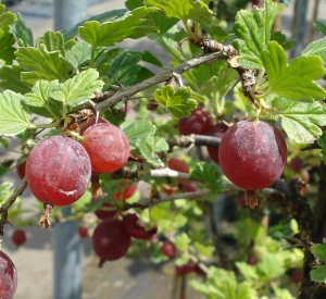 Ribes uva-crispa 'Hinnonmaeki Rood'