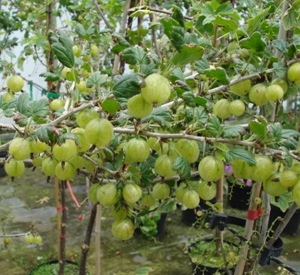 Ribes uva-crispa 'Invicta'