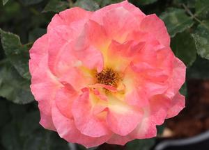 Rosa 'Apricot Queen Elisabeth'
