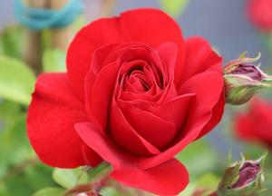 Rosa 'Amadeus'