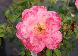 Rosa 'Aprikola' (r)