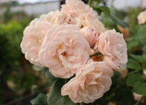 Rosa 'Bordure Nacrée' (r)