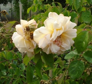 Rosa 'Bad Birnbach'