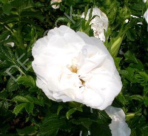 Rosa 'Blanc Double de Coubert'