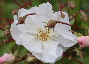 Rosa 'Bobby James'