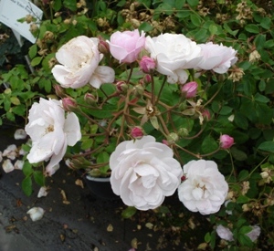 Rosa 'Blush Noisette'