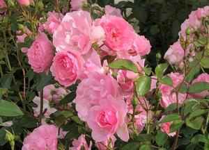 Rosa 'Bonica' (r)