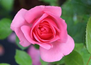 Rosa 'Bantry Bay'