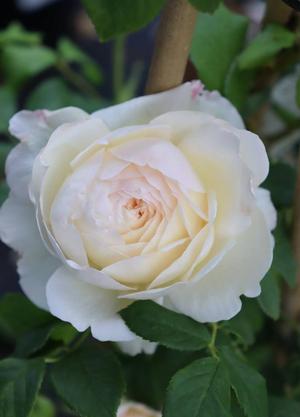 Rosa 'Claire Austin'®