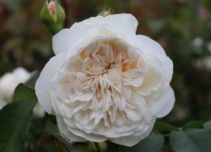 Rosa 'Colonial White'