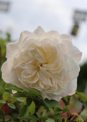 Rosa 'Crocus Rose'