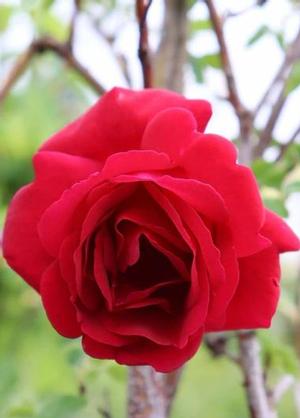 Rosa 'Cuthbert Grant'