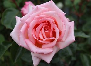 Rosa 'Compassion'