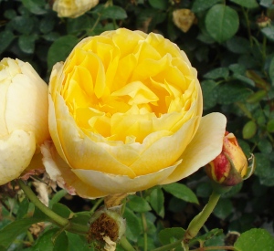 Rosa 'Charlotte'