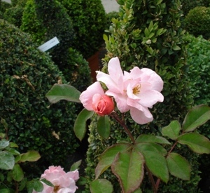 Rosa 'Clair Matin' (r)