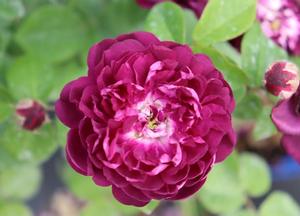 Rosa 'Cardinal de Richelieu'