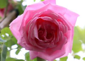 Rosa 'Caroline Testout'