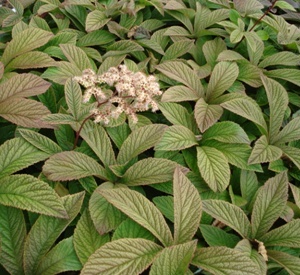 Rodgersia 'Chocolate Wings'