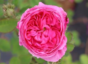 Rosa 'Chapeau de Napoléon'