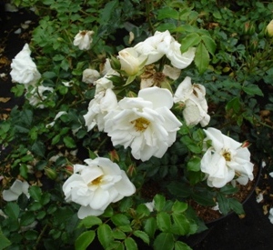 Rosa 'Diamant' (r)