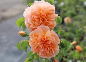 Rosa 'Dame Judi Dench'