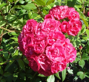 Rosa 'Dinky' (r)