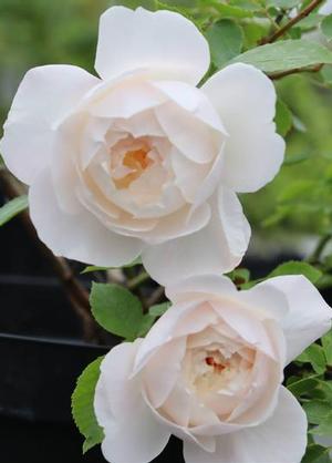 Rosa 'Desdemona'