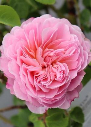 Rosa 'Eustacia Vye'