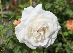 Rosa 'Annapurna'