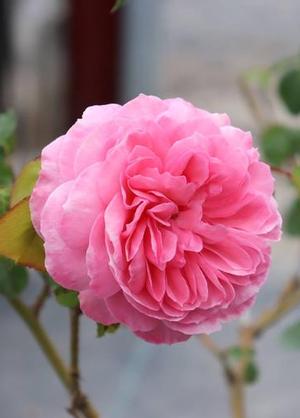Rosa 'Eeuwige Passie'