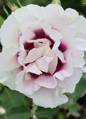 Rosa 'Eyes for You'