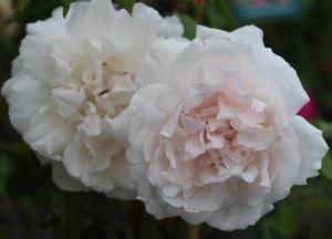 Rosa 'Mme Alfred Carrière'