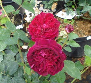 Rosa 'Fil des saisons'