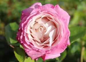 Rosa 'Rosenfaszination'