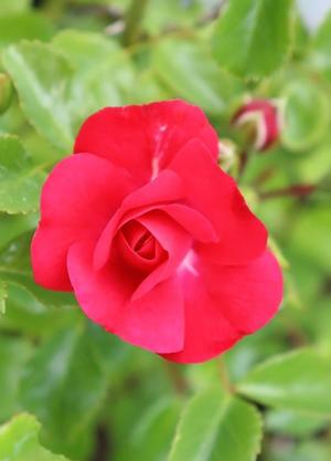 Rosa 'Gärtnerfreude'(R)