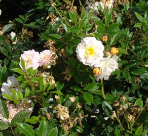 Rosa 'Ghislaine de Feligonde'