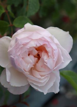 Rosa 'The Generous Gardener'
